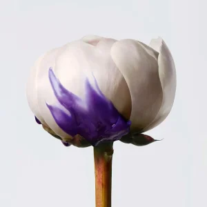 Shu Uemura Yubi Blonde Violet Perfector Shampoo Outlet
