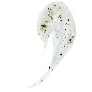 Teaology Exfoliante Facial Detox De Te Verde New
